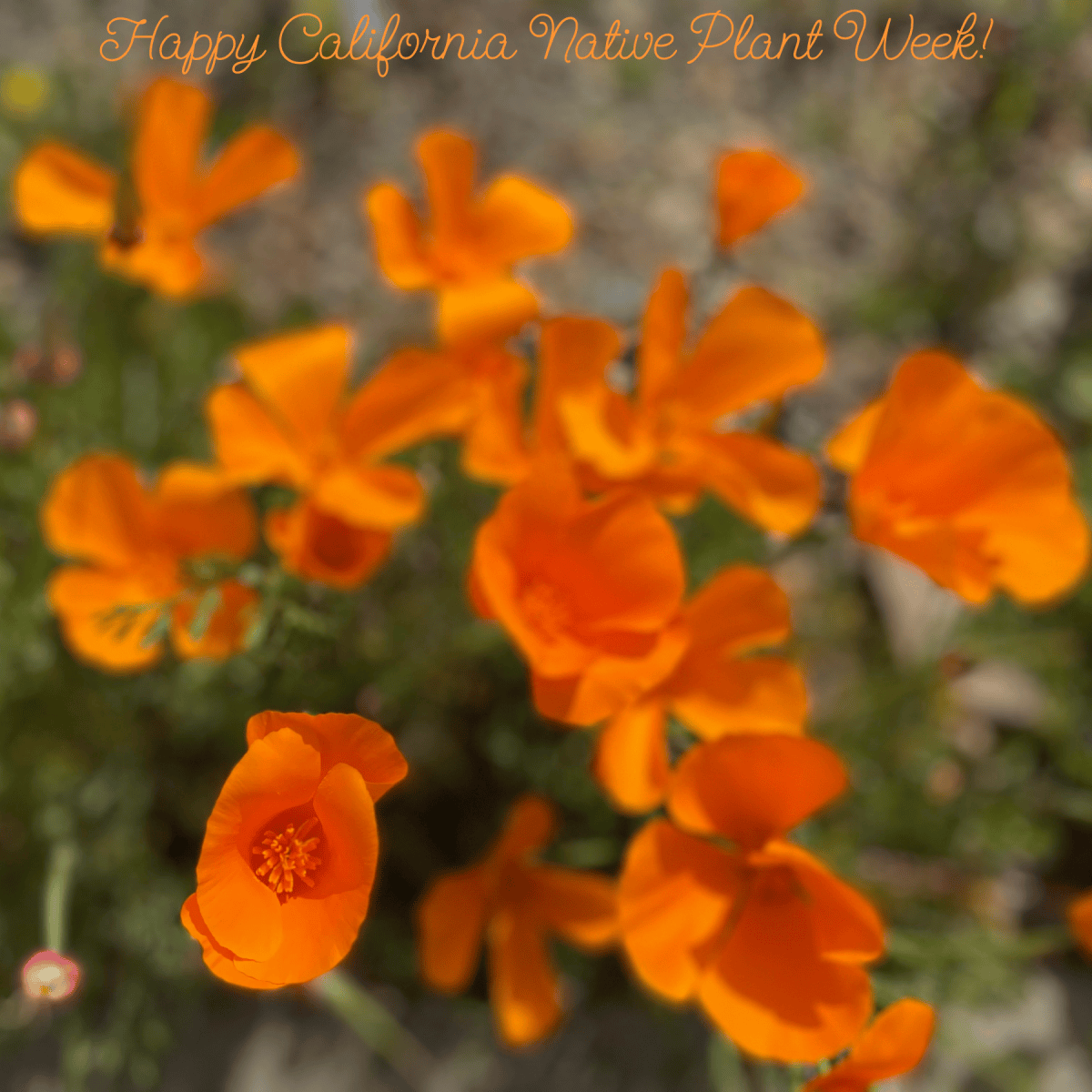 Plant Week Celebrate California Native Plant Week! – A WORLD 2 CELEBRATE